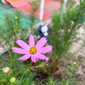 今日はコスモスの日