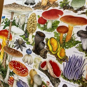 今日はきのこの日