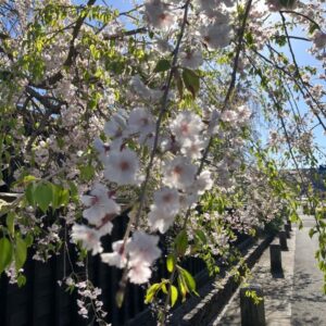 初夏の秋田へ