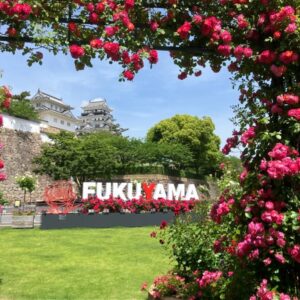 バラ咲き誇る福山